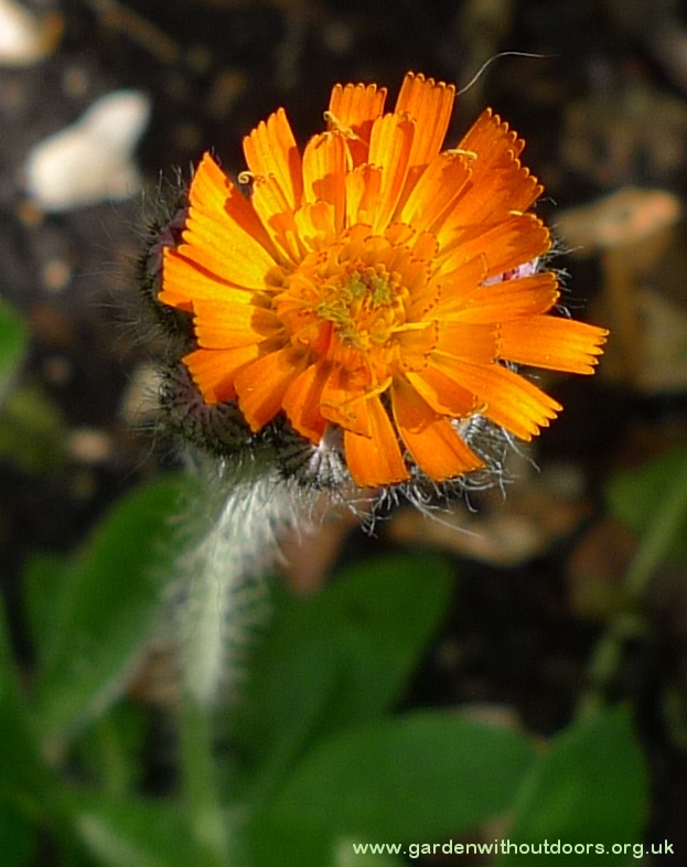 fox-and-cubs