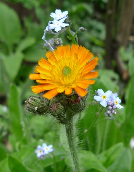 fox and cubs flower