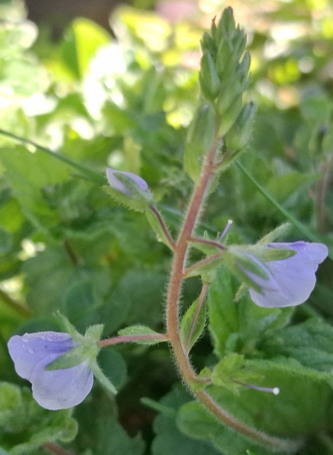 germander speedwell