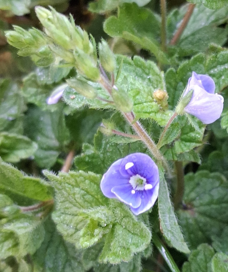 germander speedwell