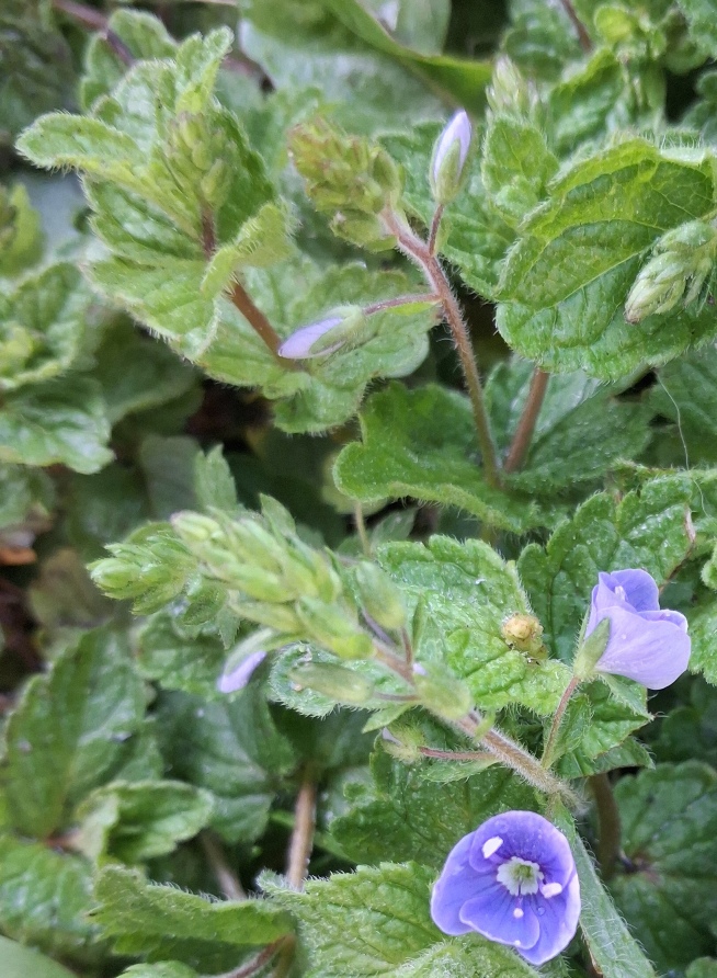 germander speedwell