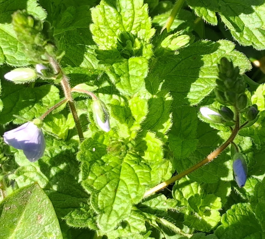 germander speedwell