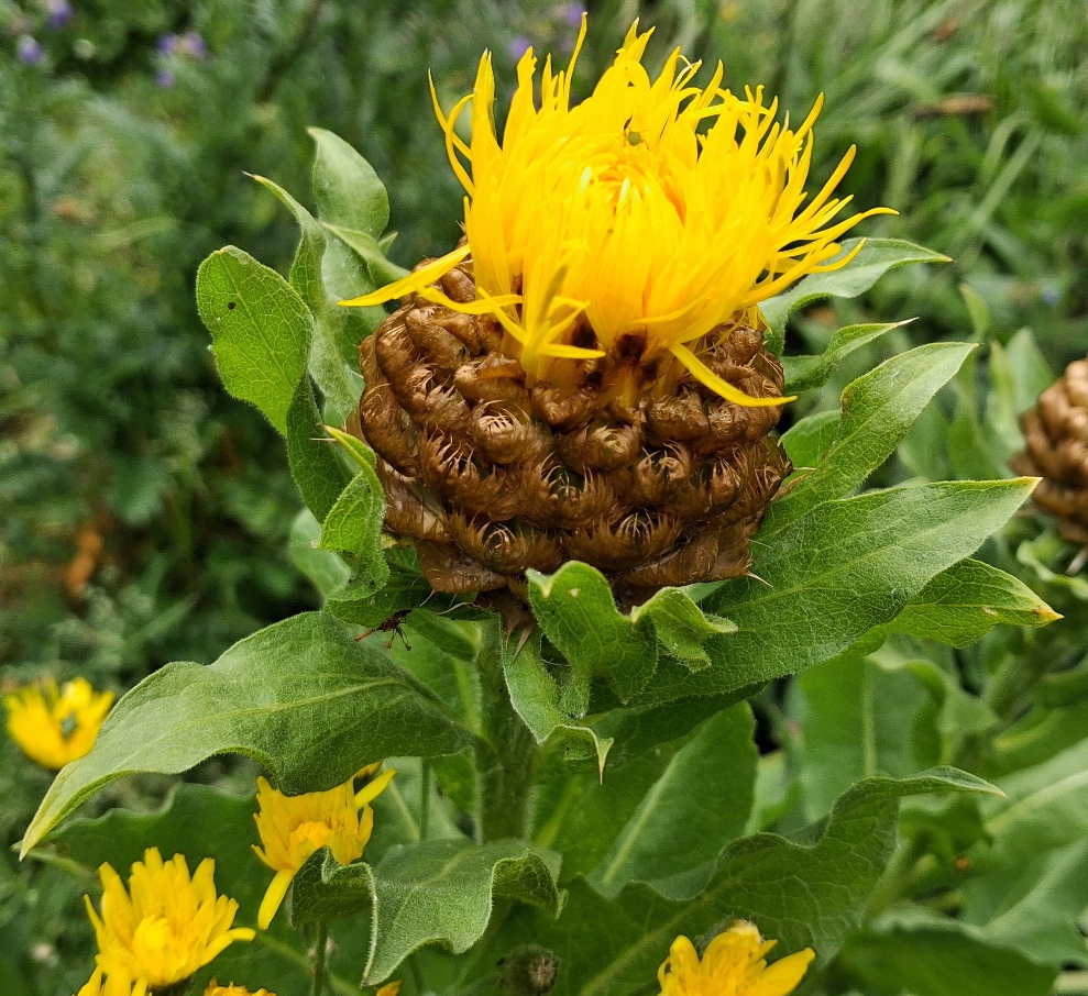 giant knapweed centaurea macrocephala