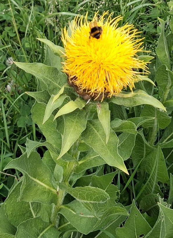 giant knapweed bee