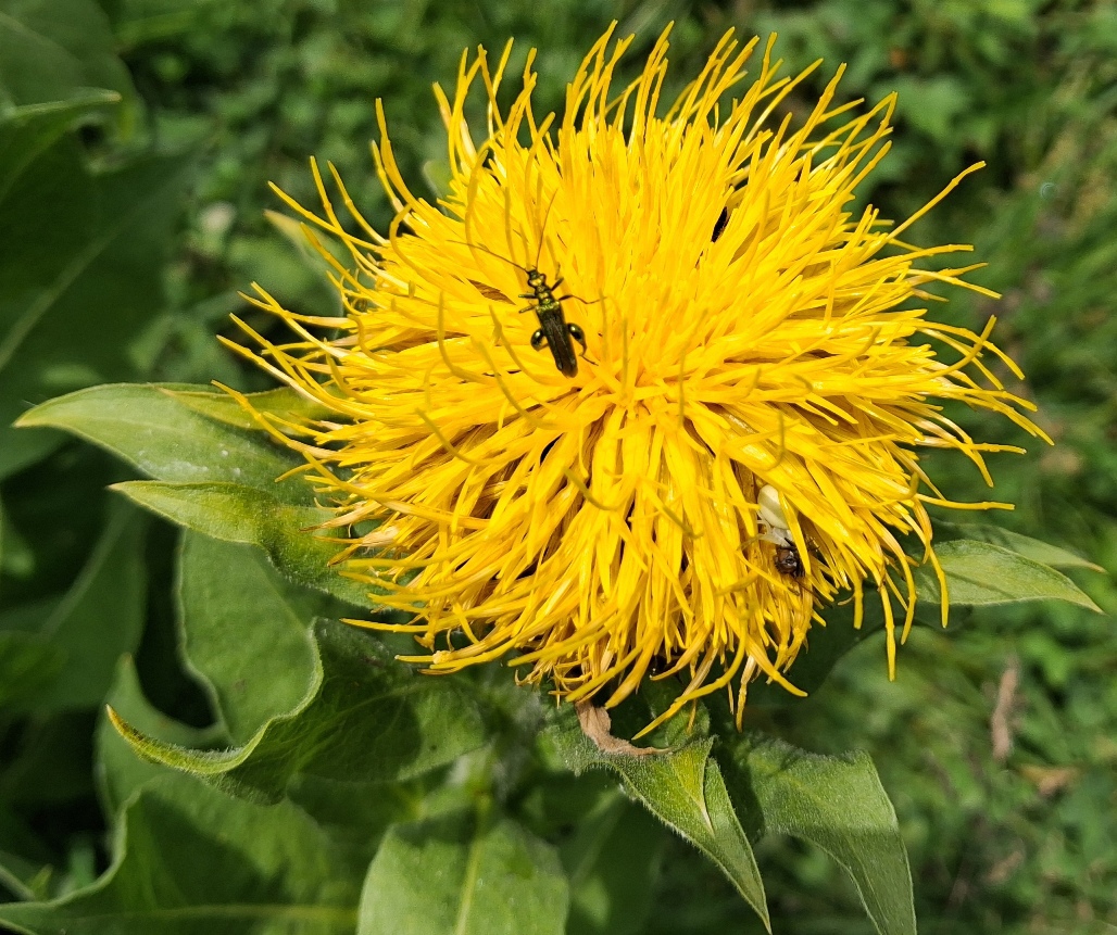 giant knapweed thick-thighed beetle