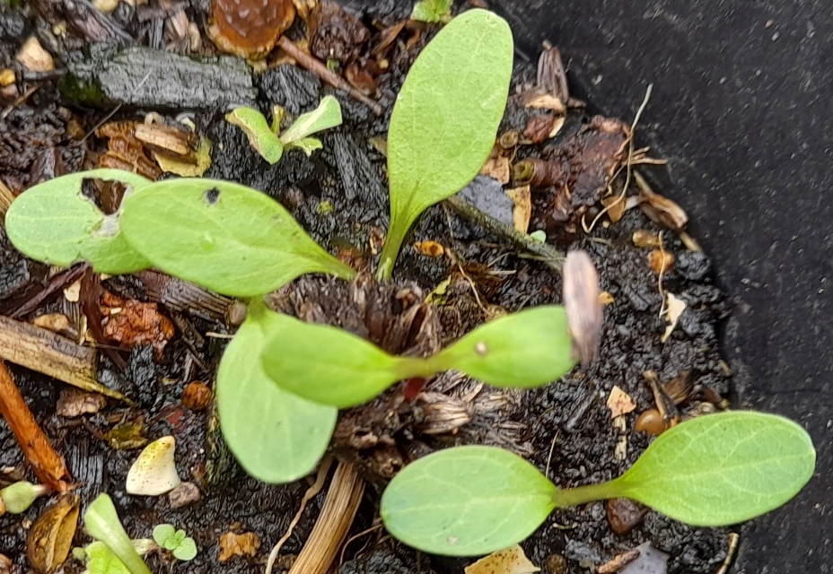 giant scabious seedlings