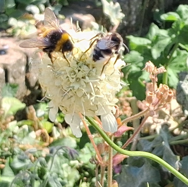 giant scabious with bees