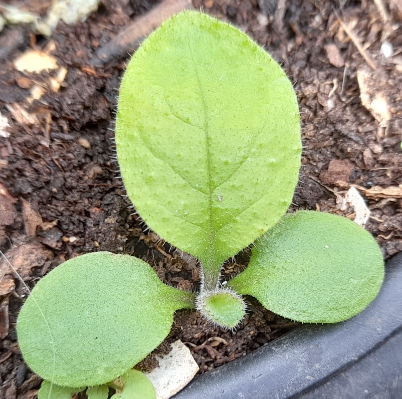 green alkanet seedling