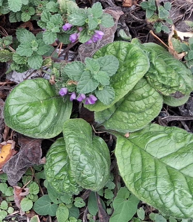 green alkanet black horehound