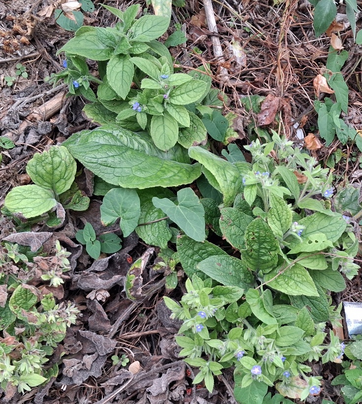green alkanet