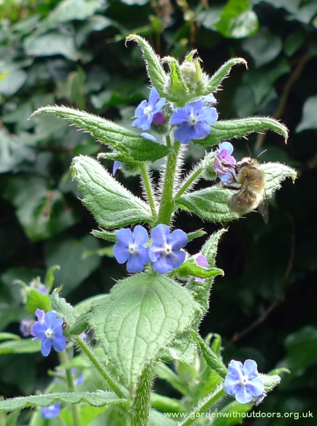 green alkanet with bee