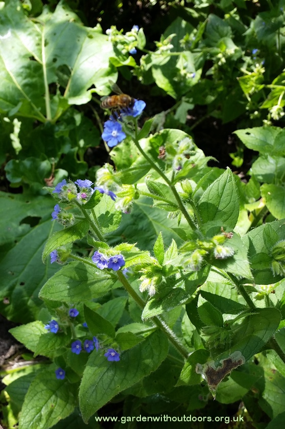 green alkanet with bee