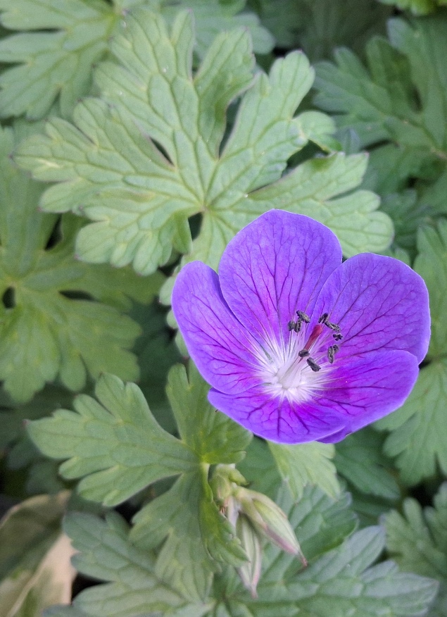 hardy geranium