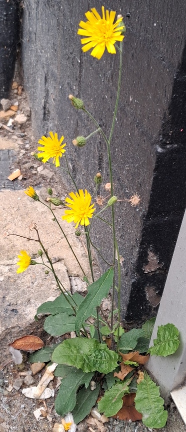 hawkweed