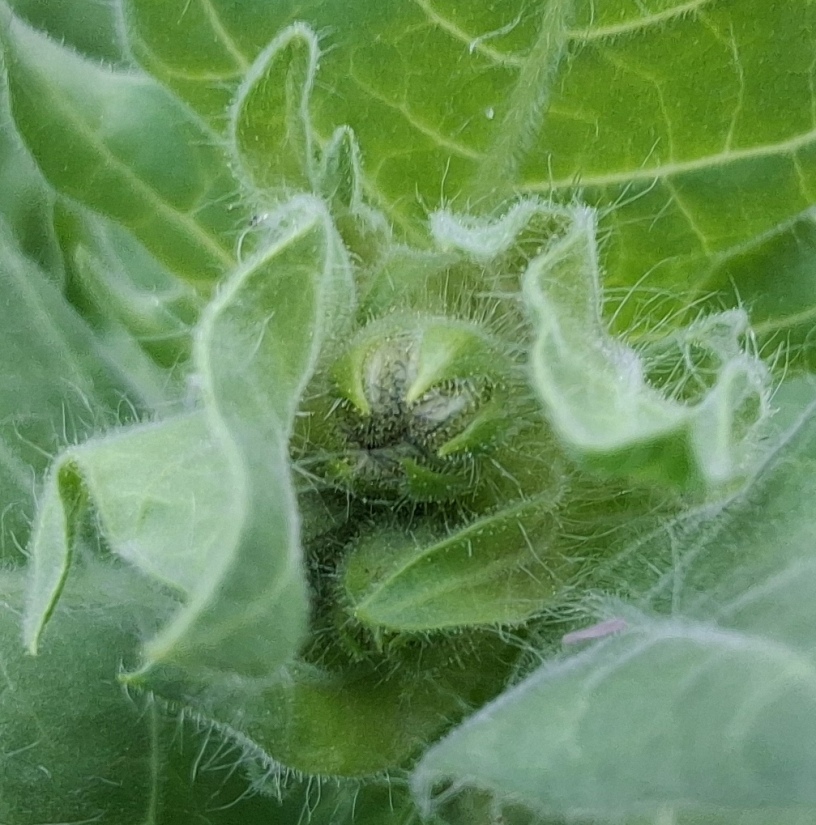 henbane