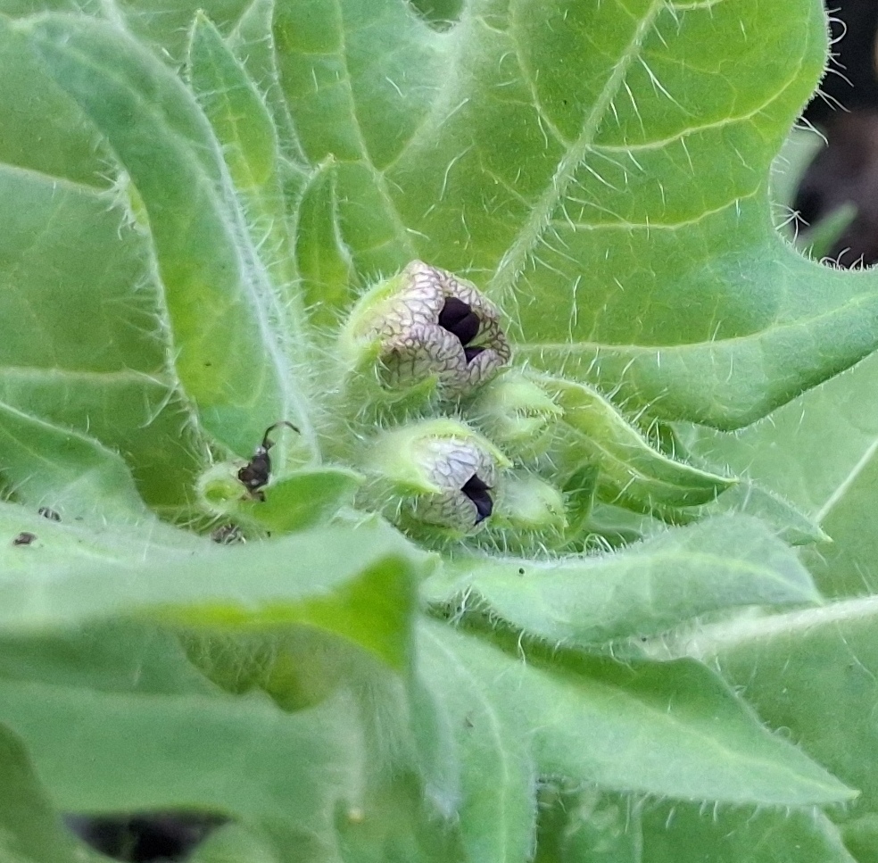 henbane