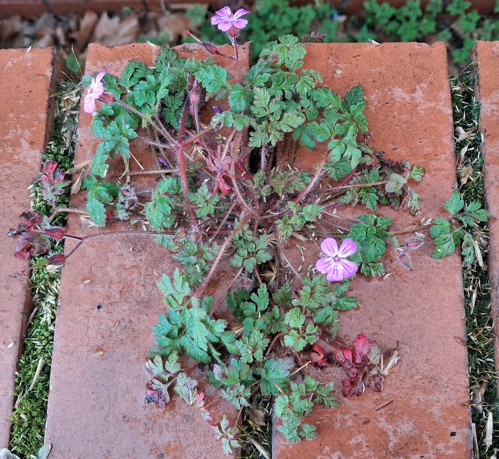 herb robert