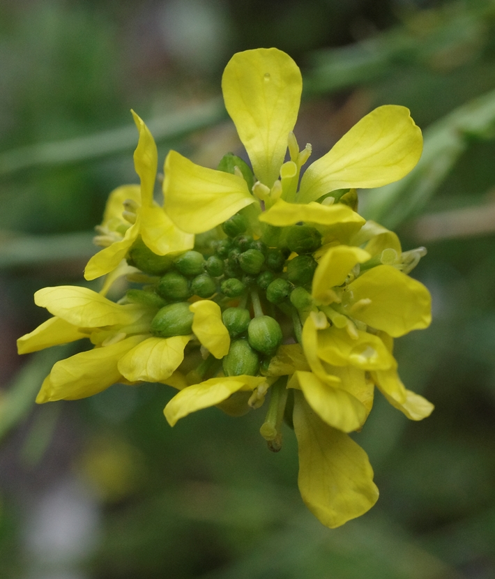 hoary mustard hirschfeldia incana