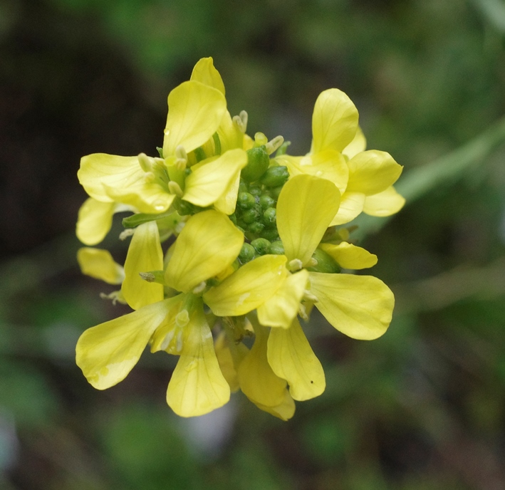 hoary mustard hirschfeldia incana