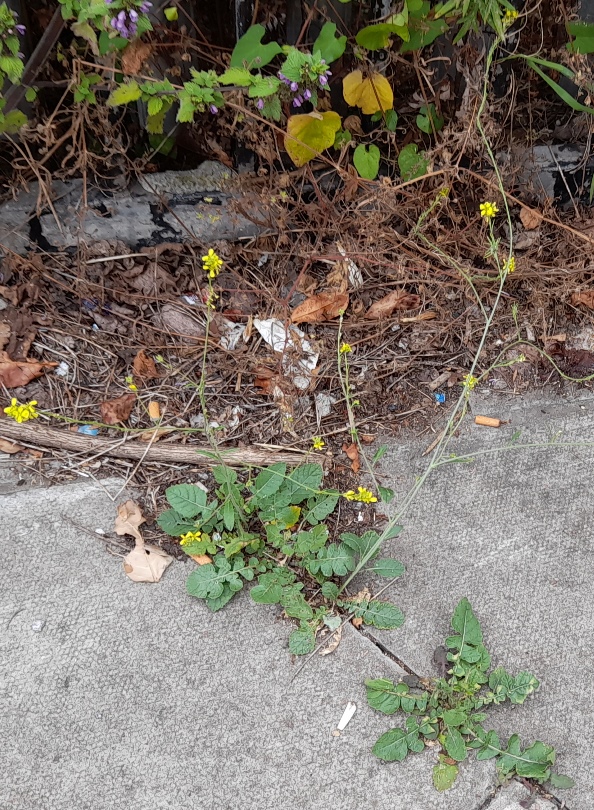 hoary mustard hirschfeldia incana