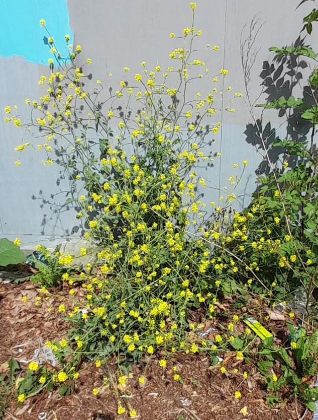 hoary mustard hirschfeldia incana