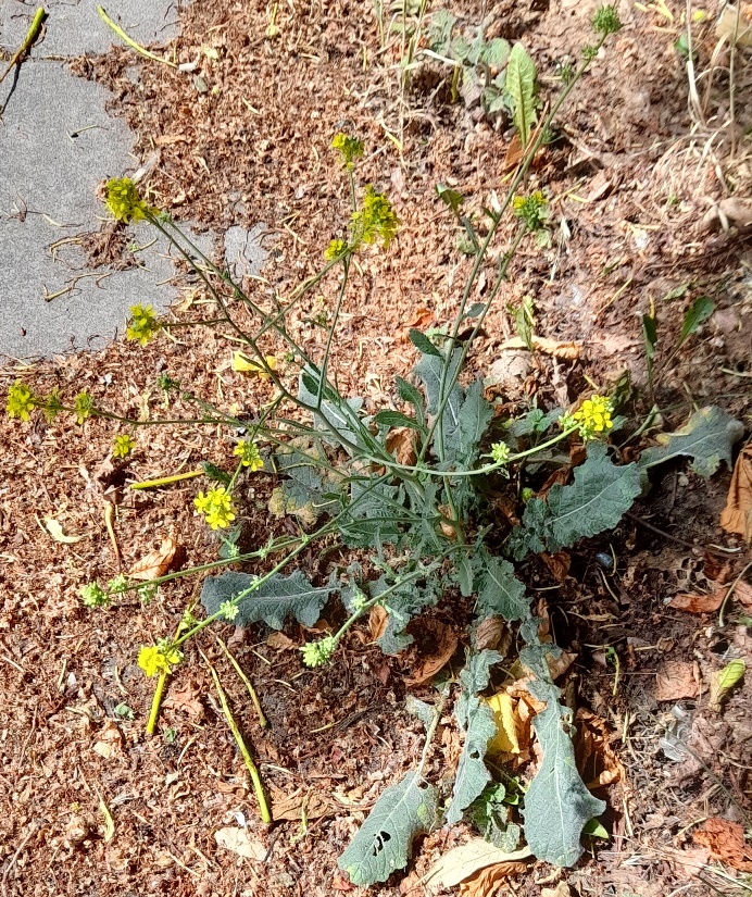 hoary mustard hirschfeldia incana