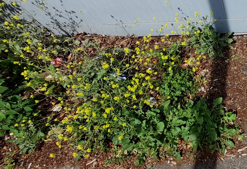 hoary mustard hirschfeldia incana