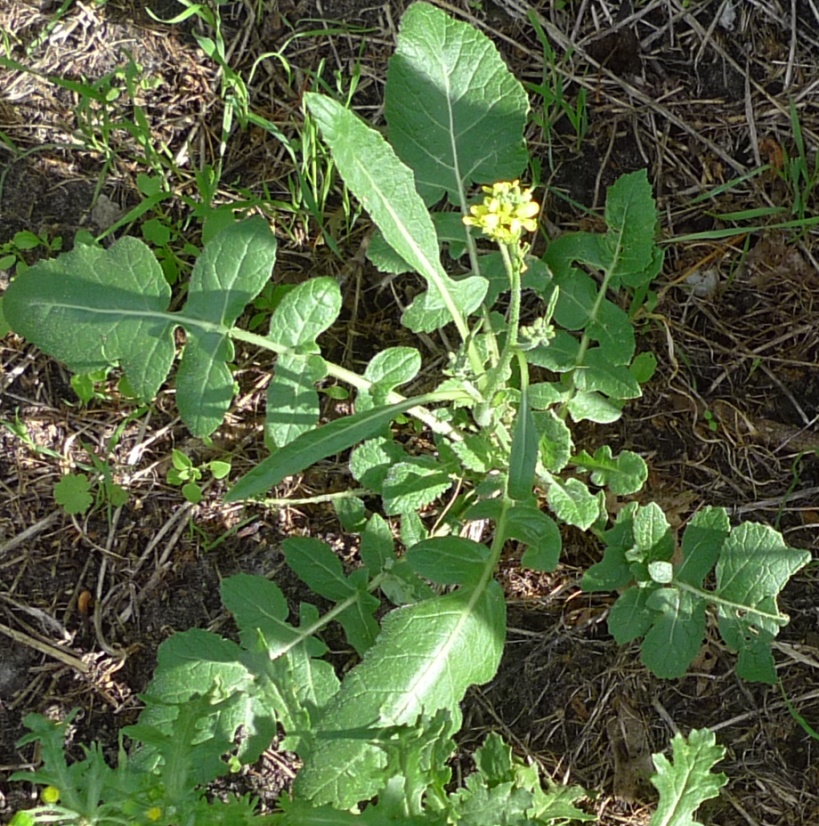 hoary mustard hirschfeldia incana