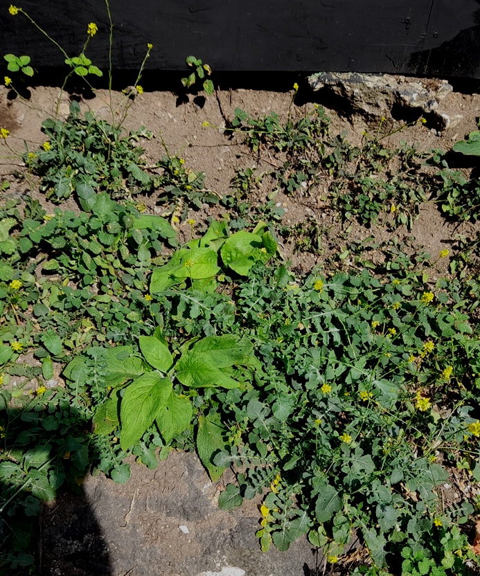 hoary mustard hirschfeldia incana