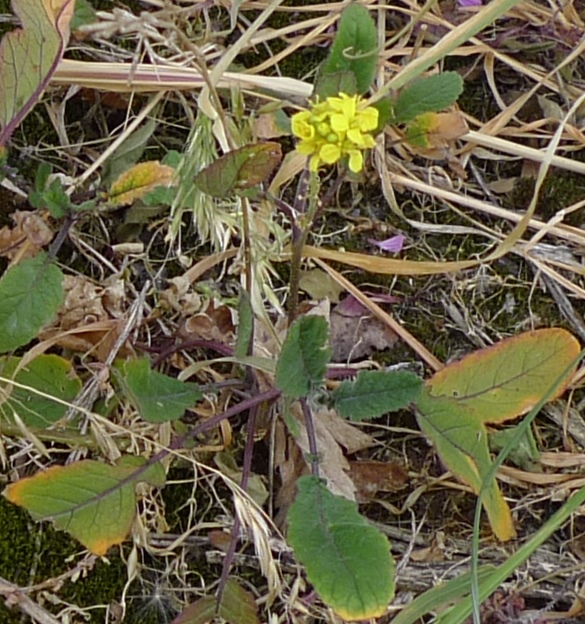 hoary mustard hirschfeldia incana