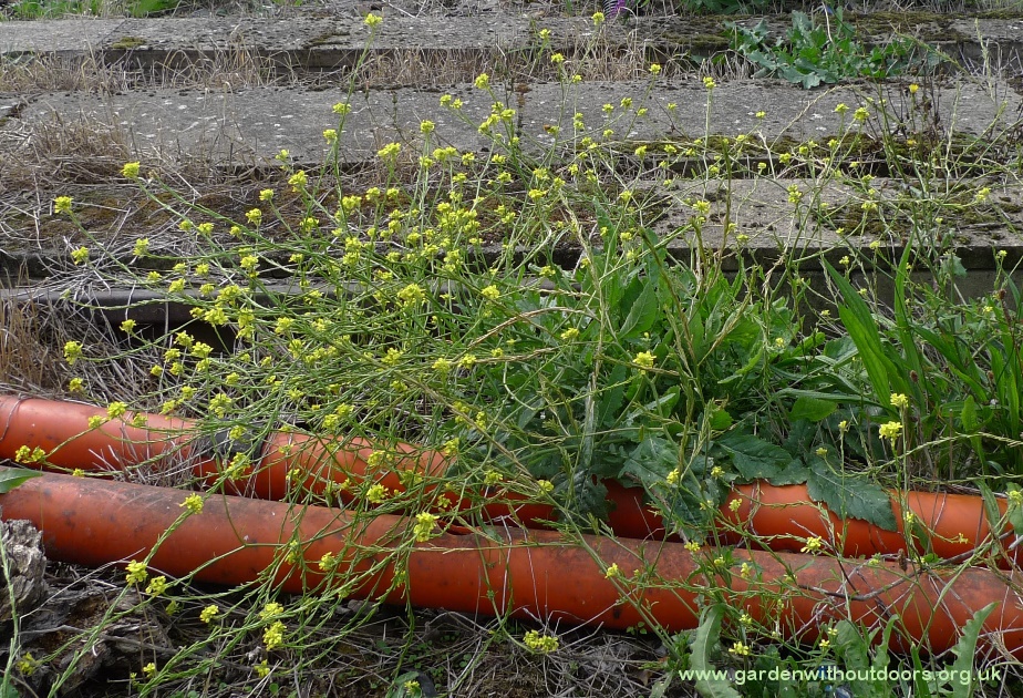 hoary mustard hirschfeldia incana