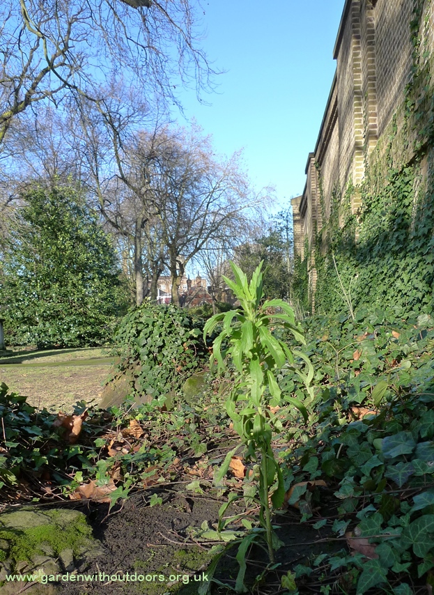 horseweed St Pancras Old Church