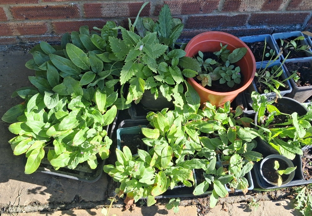 houndstongue seedlings