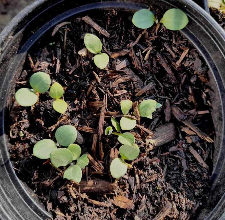 houndstongue seedlings