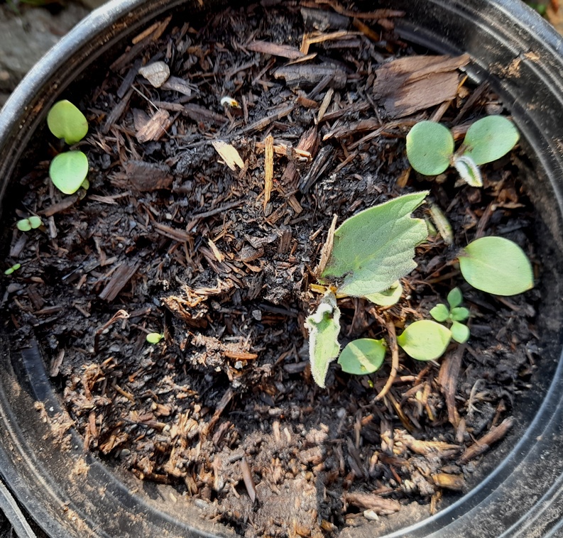 houndstongue seedlings