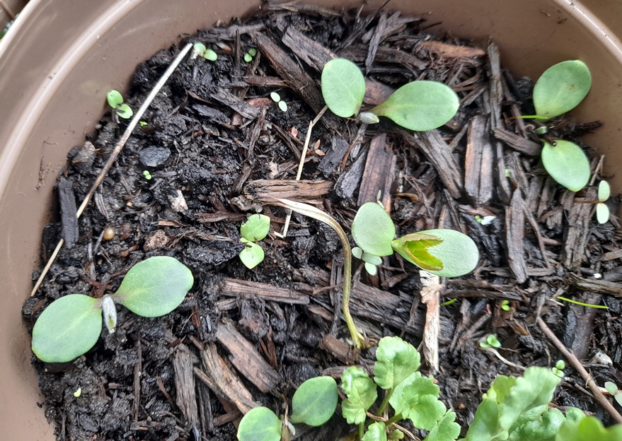 houndstongue seedlings