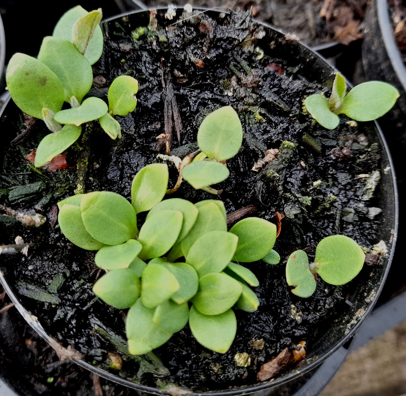 houndstongue seedlings