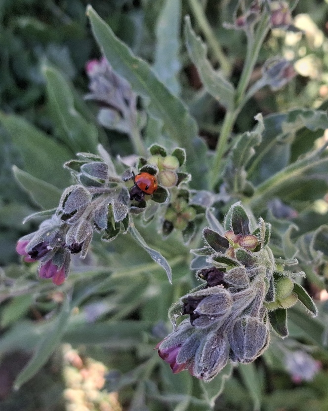 houndstongue bee