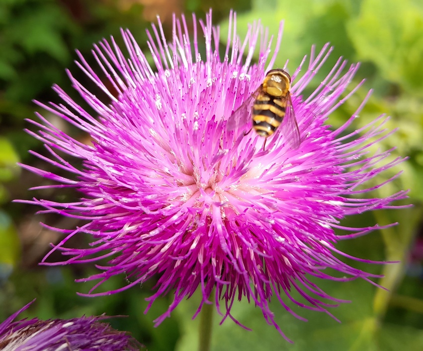 melancholy thistle hoverfly