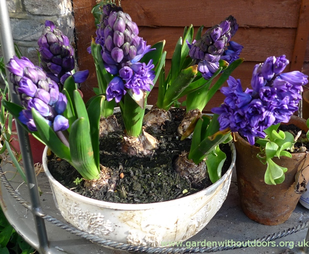 hyacinths bowl