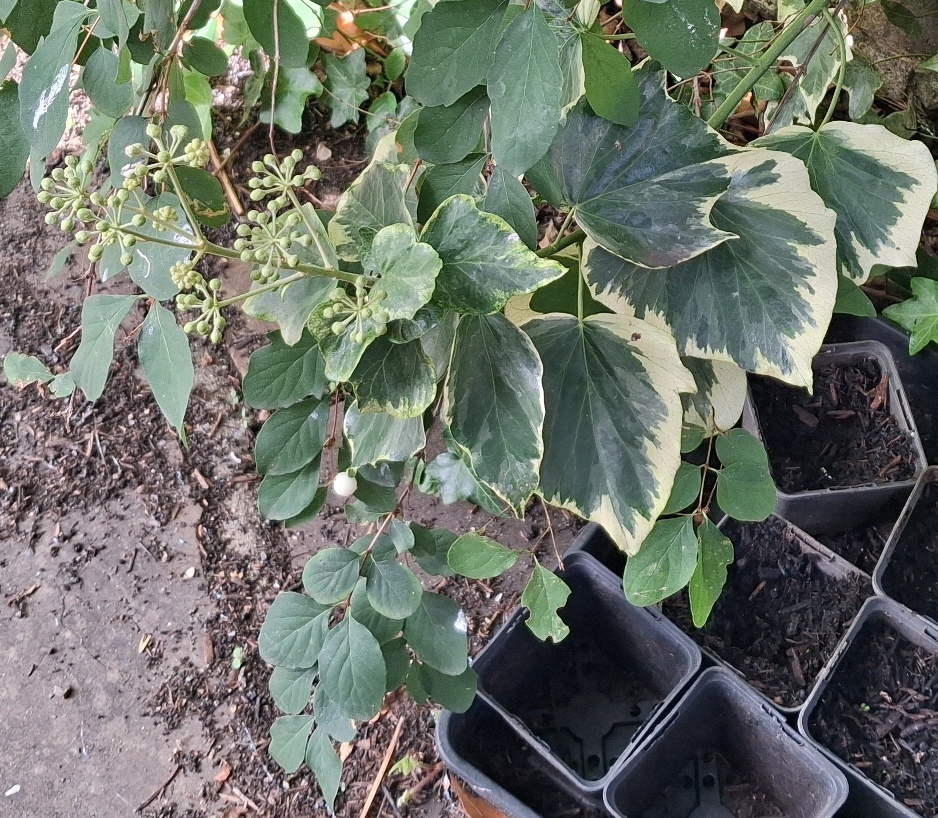ivy buds