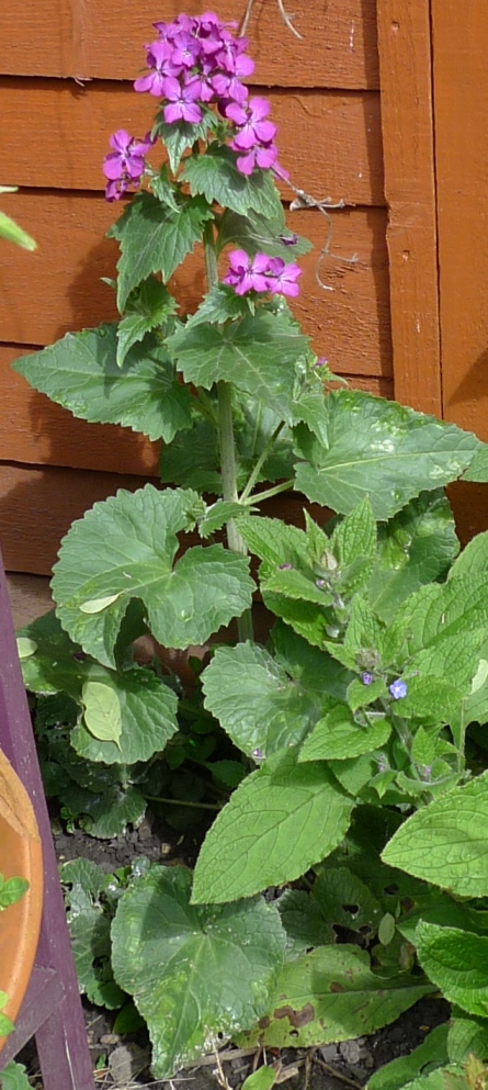 honesty plant with flowers