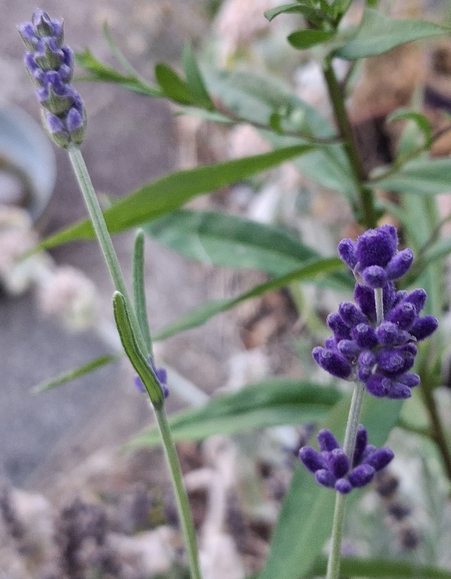 lavender 