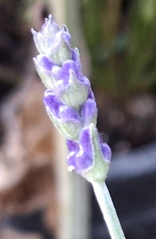 lavender 