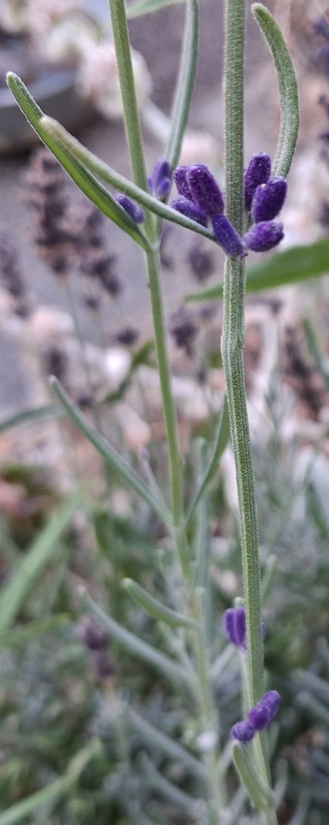 lavender 