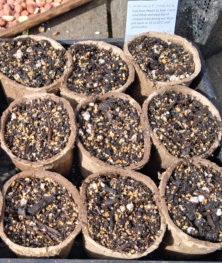 Motherwort (Leonurus cardiaca)