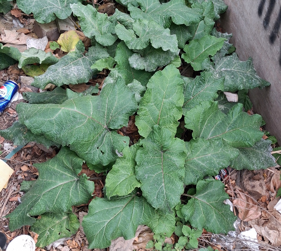 lesser burdock