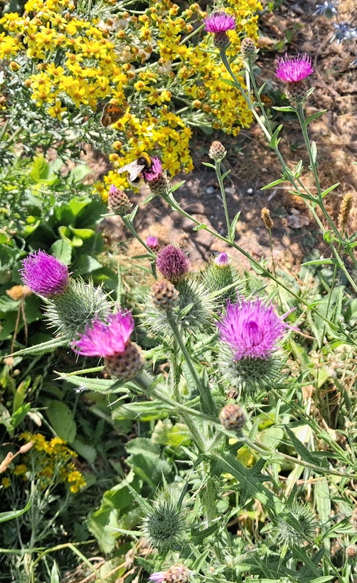 lesser knapweed centaurea nigra
