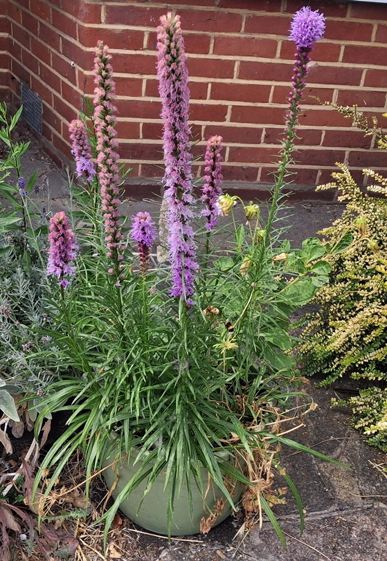 liatris