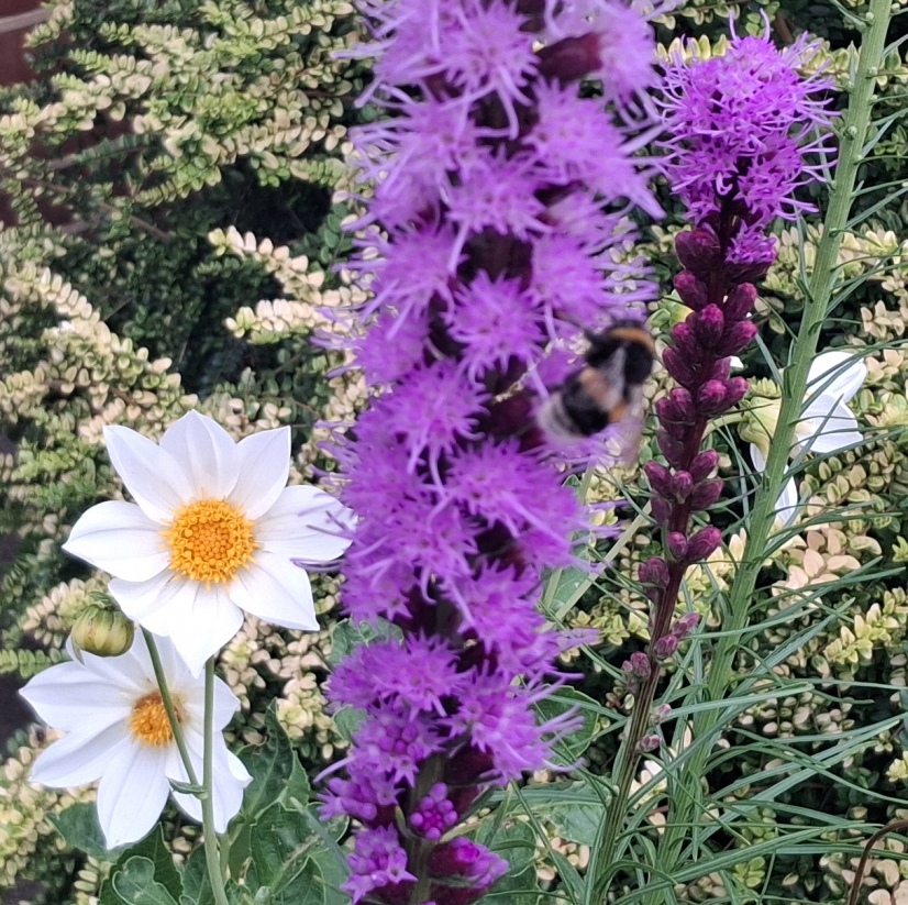 liatris with bee